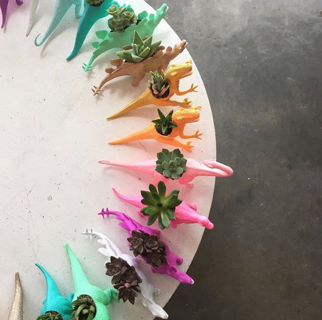 Dinosaur Succulents