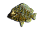 Patrick Jilbert - Sunfish Black L