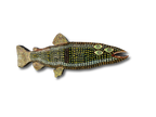 Patrick Jilbert - Radiated Trout BLK