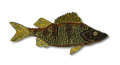 Patrick Jilbert - June BLK Perch