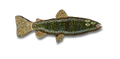 Patrick Jilbert - Radiated Trout BLK