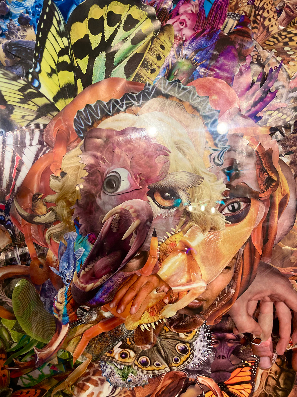 Chad McConnell - Animalia