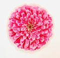 Disco Bird - Zinnia Fabric Sticker
