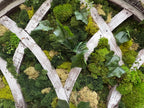 Imani Burns - Vintage Wide Window Pane Moss Art