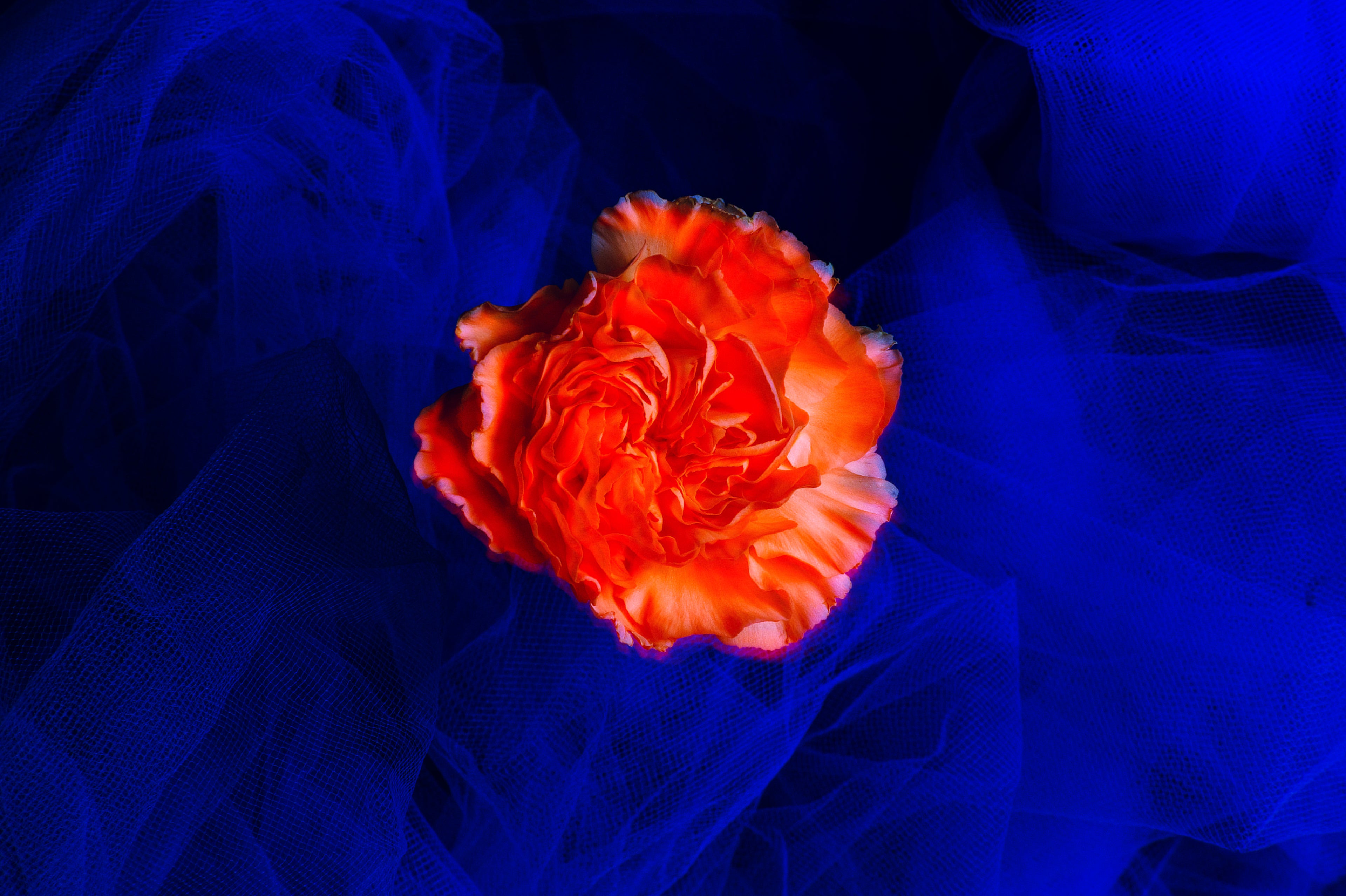 Ryan Grant Photo - Blooming in Blue Depths Mini Prints