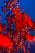 Ryan Grant Photo - Breath of Innocence Mini Prints