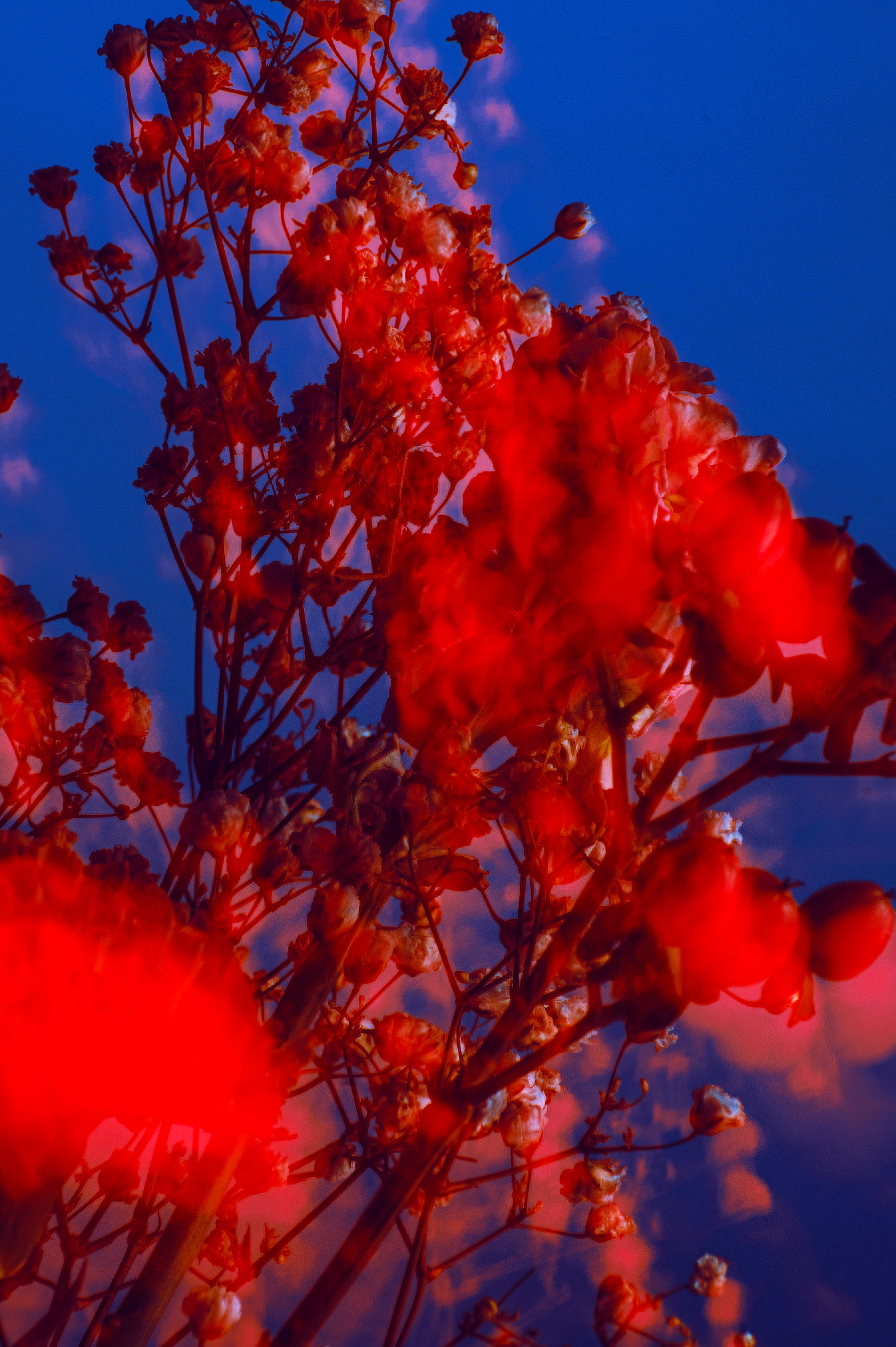 Ryan Grant Photo - Breath of Innocence Mini Prints