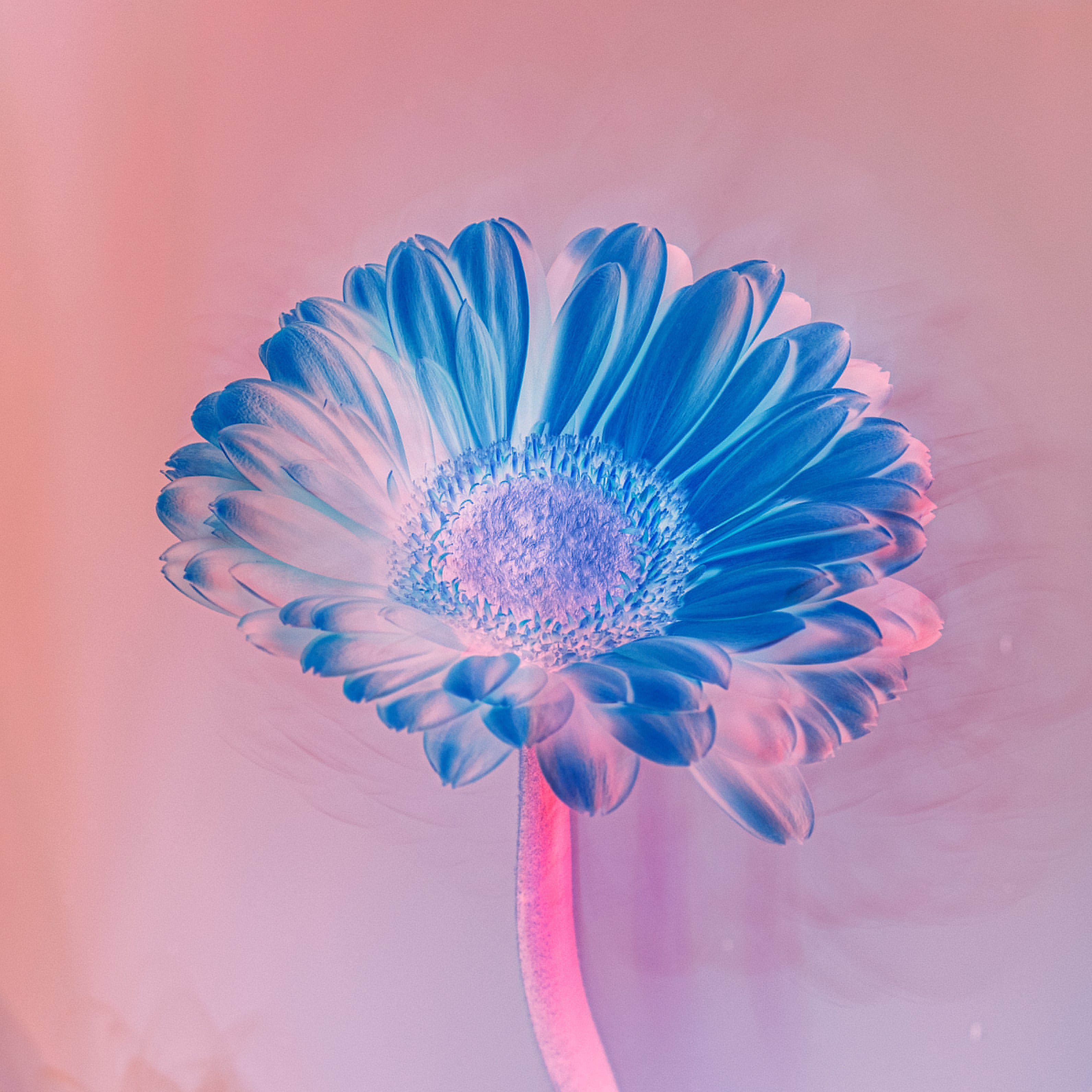 Ryan Grant Photo - Hues of Harmony Mini Prints