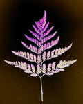 Ryan Grant Photo - Unfurling Mini Prints