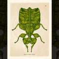 AngryBlue - Phyllium (Small Print)