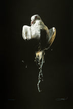 Julio Cesar - White Penelope