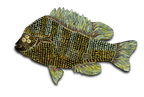 Patrick Jilbert - Sunfish Black L