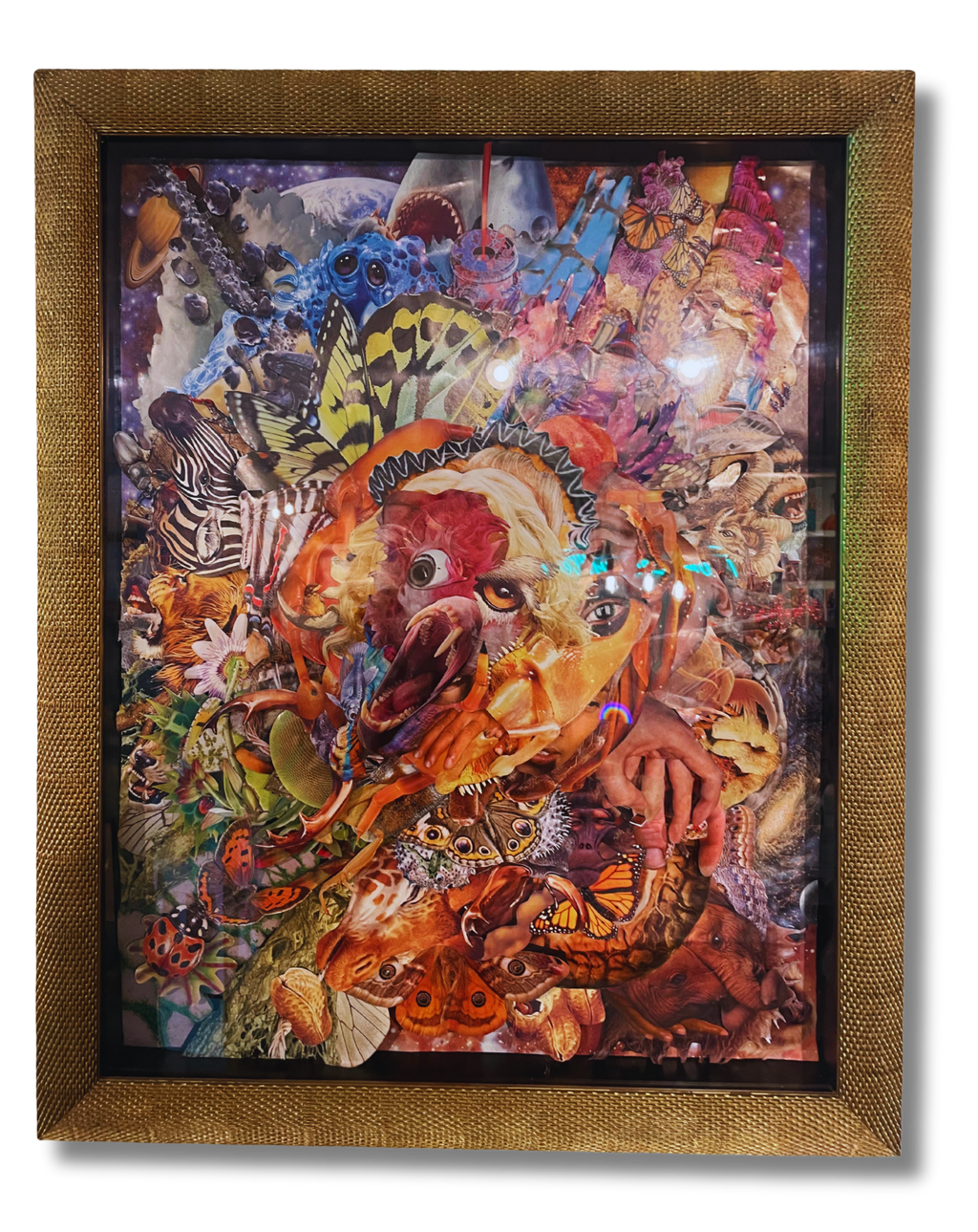 Chad McConnell - Animalia