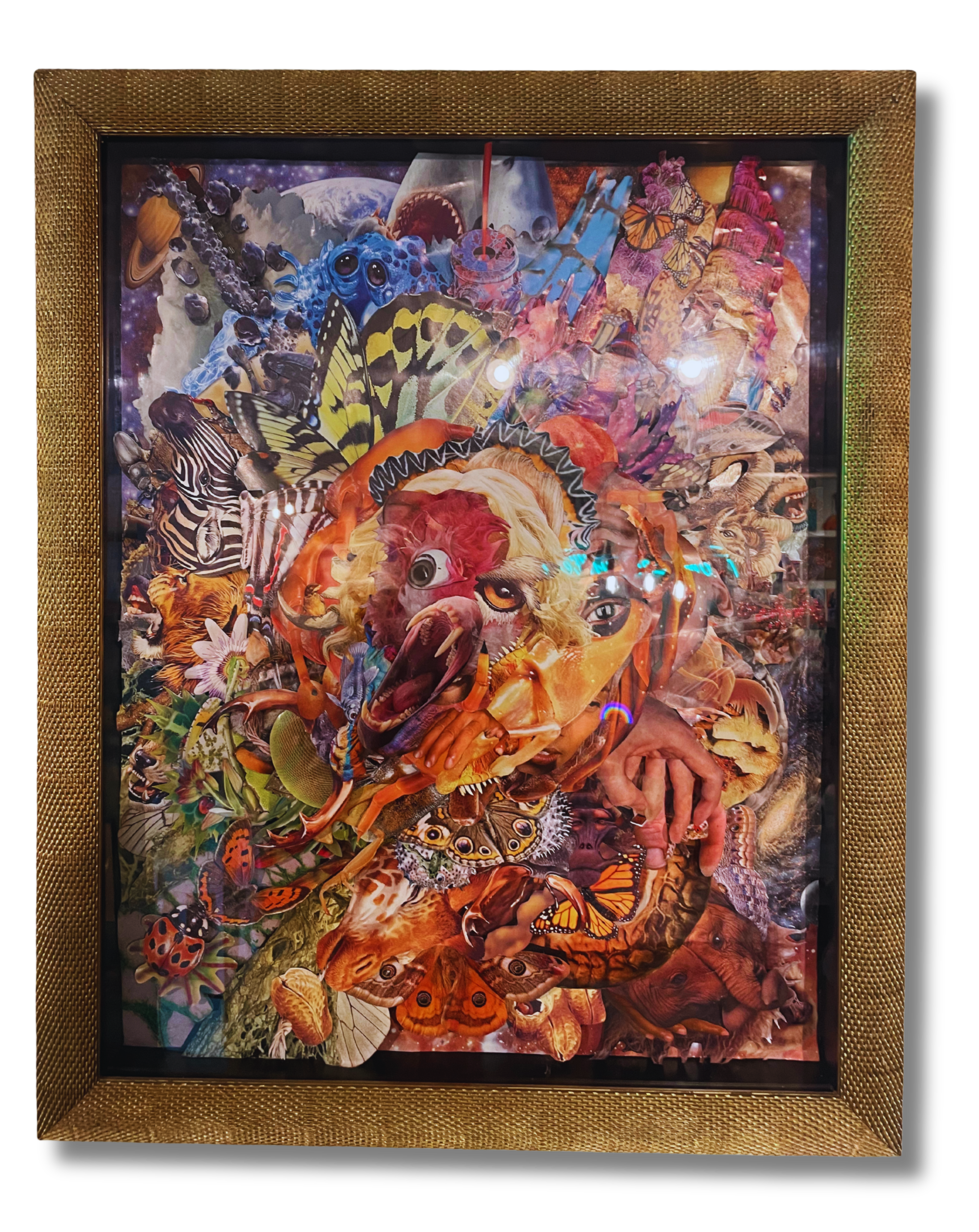 Chad McConnell - Animalia