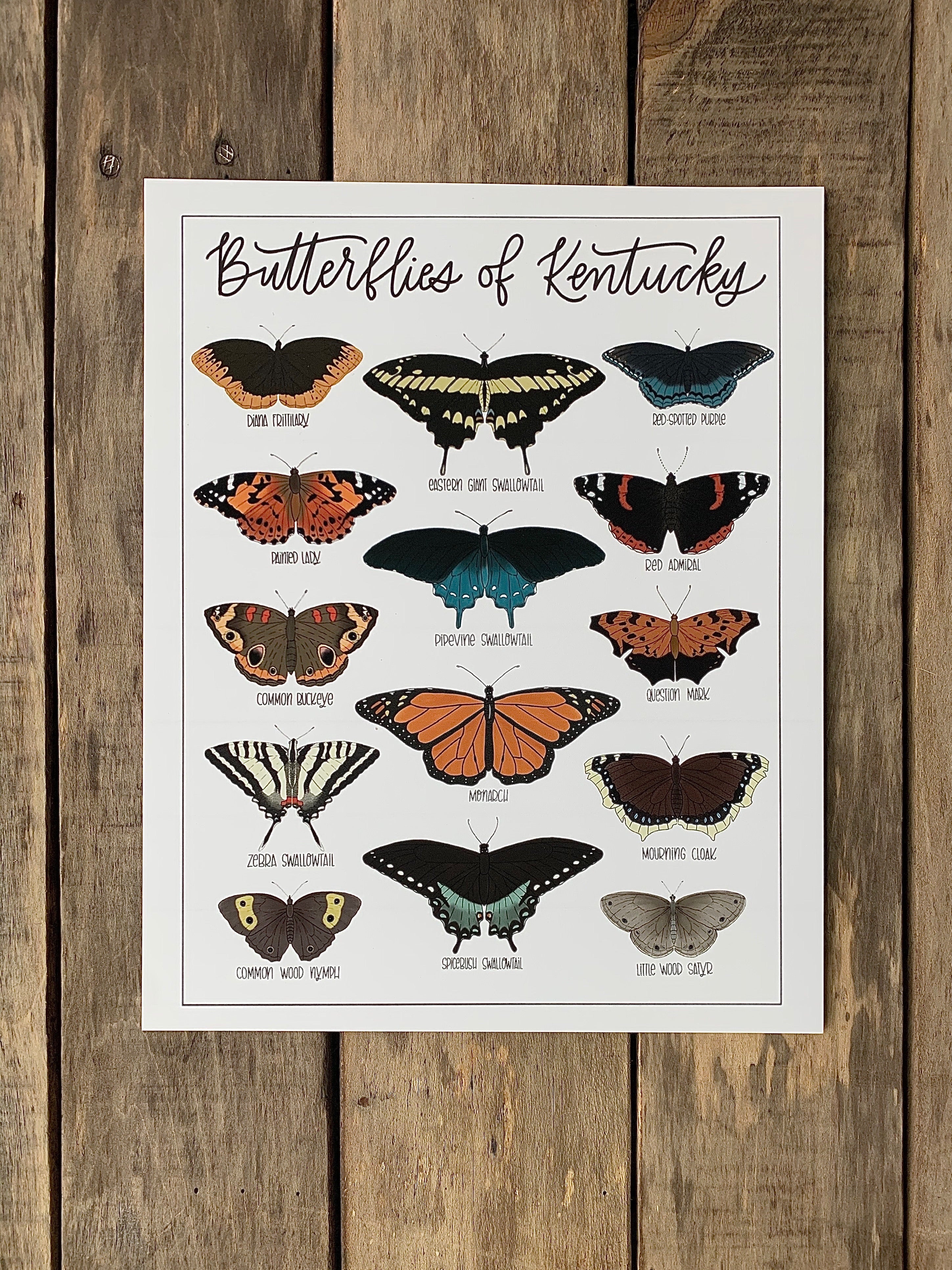 Field & Forest Design - Butterflies of Kentucky